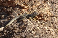 Crotaphytus bicinctores