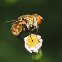 Gymnoclytia