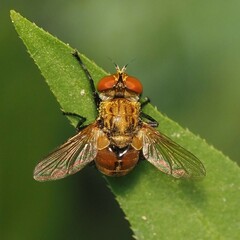 Gymnoclytia