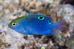 Chrysiptera unimaculata