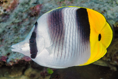Chaetodon ulietensis