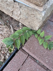 Celtis reticulata