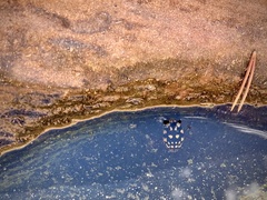 Thermonectus marmoratus