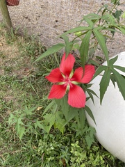 Hibiscus coccineus