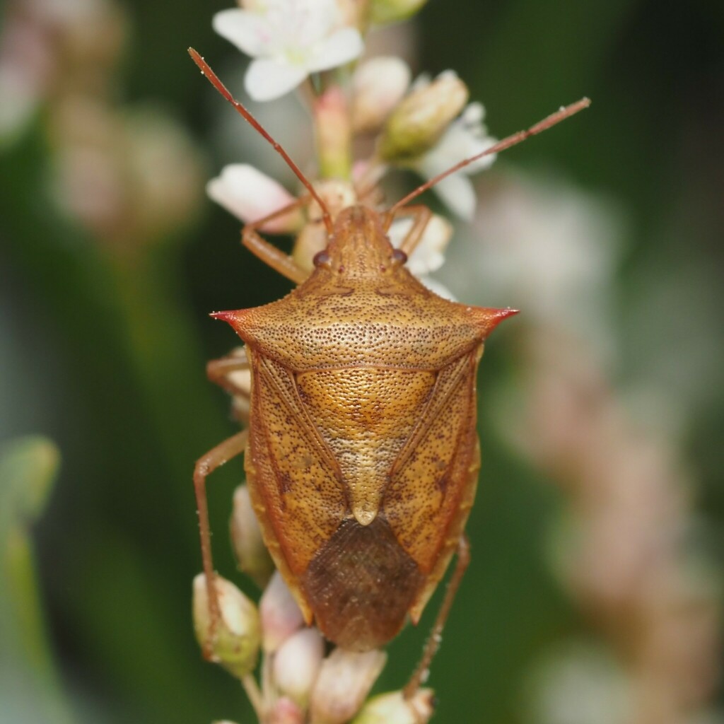Euschistus ictericus