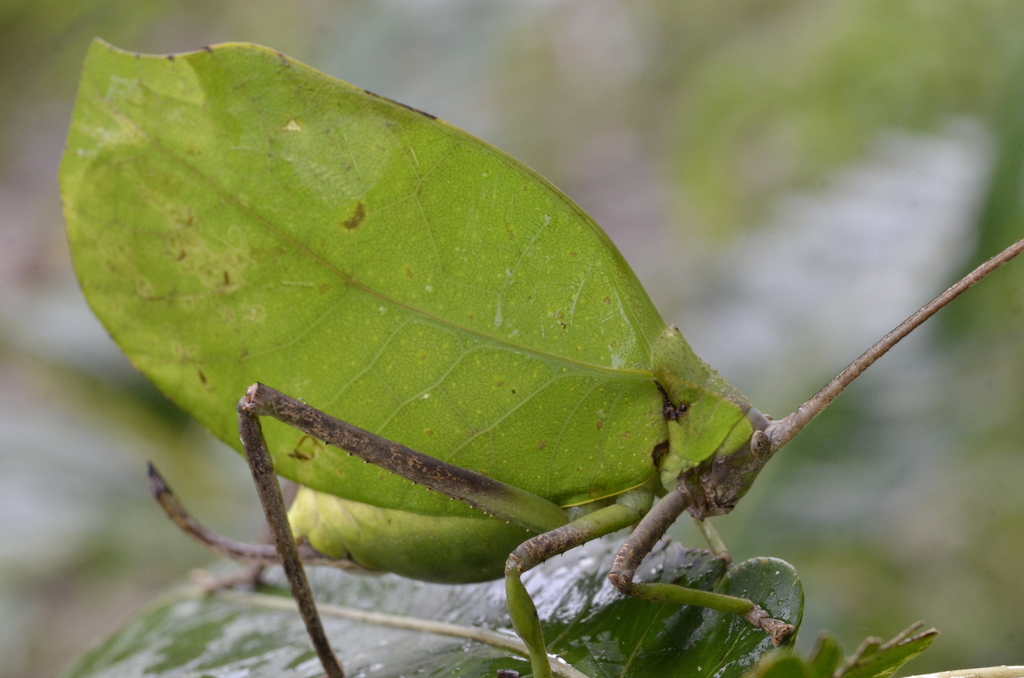 Cycloptera arcuata