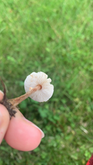 Agaricineae