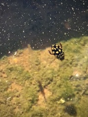 Thermonectus marmoratus