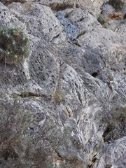 Oryzopsis coerulescens