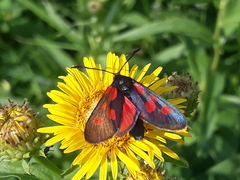 Zygaena viciae