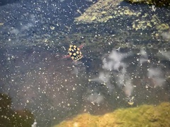 Thermonectus marmoratus