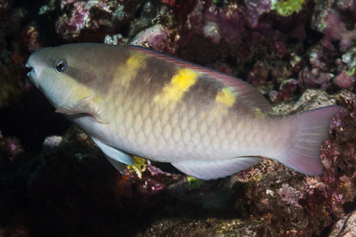 Five-saddle Parrotfish