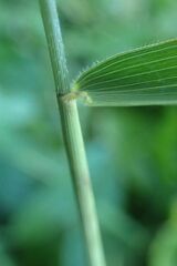 Leersia oryzoides