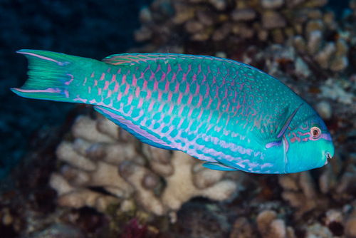 Globehead parrotfish (Scarus globiceps) — Scaridae
