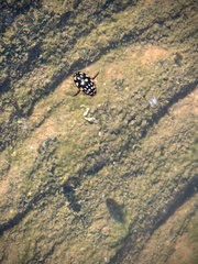 Thermonectus marmoratus