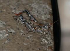 Agroecotettix modestus