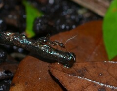 Camponotus sexguttatus