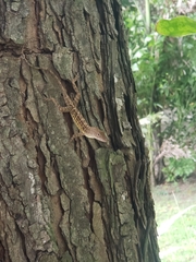 Anolis lineatopus