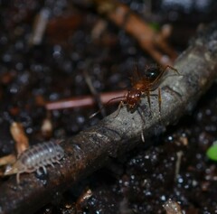 Camponotus floridanus