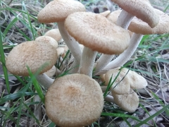 Desarmillaria caespitosa image