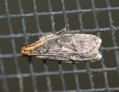 Ardozyga compsochroa