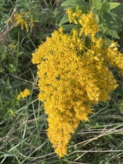 Solidago speciosa
