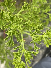 Pelargonium scabrum