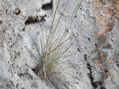 Oryzopsis coerulescens