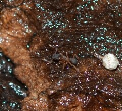 Cyphomyrmex minutus