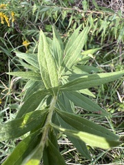 Solidago speciosa
