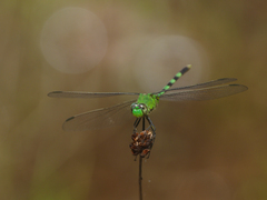 Erythemis vesiculosa