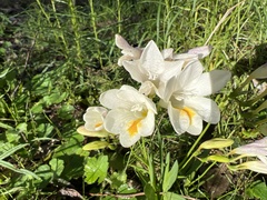 Freesia leichtlinii
