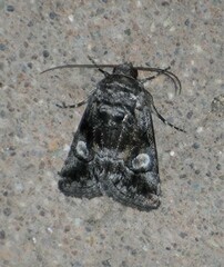 Copanarta aurea