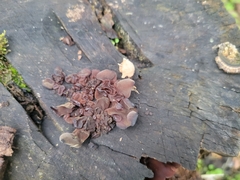 Ascocoryne cylichnium