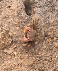 Neosarmatium australiense