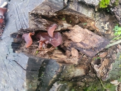 Ascocoryne cylichnium