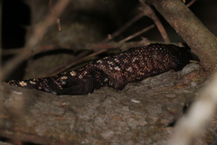 Heloderma horridum