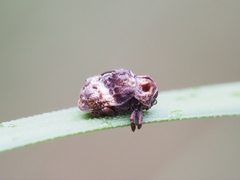Cryptocephalinae