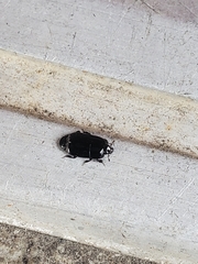 Hololepta