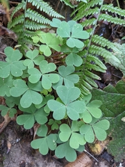 Oxalis oregana