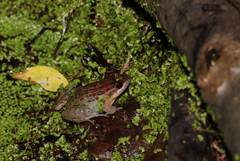 Leptodactylus melanonotus