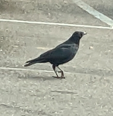 Corvidae