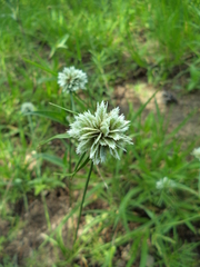 Cyperus seslerioides