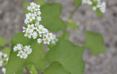 Fagopyrum esculentum