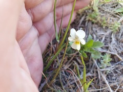 Viola arvensis arvensis