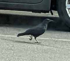 Corvidae