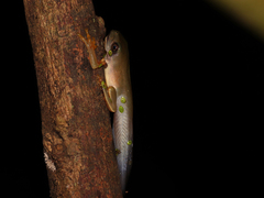 Agalychnis dacnicolor