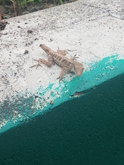 Anolis lineatopus