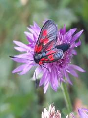 Zygaena viciae