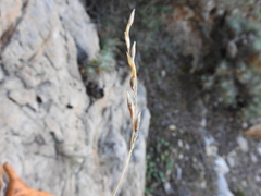 Oryzopsis coerulescens